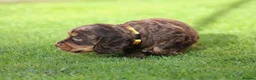 Cocker Spaniel dogs for sale: Beautiful pups in Durham - Advert 23
