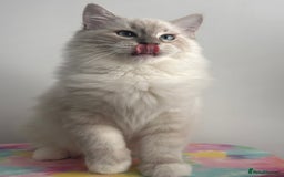 Ragdoll cats for sale: Due to Time Wasters- Stunning GCCF Boy Available - Image 3