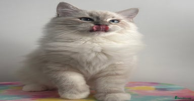 Ragdoll cats - Advert 3