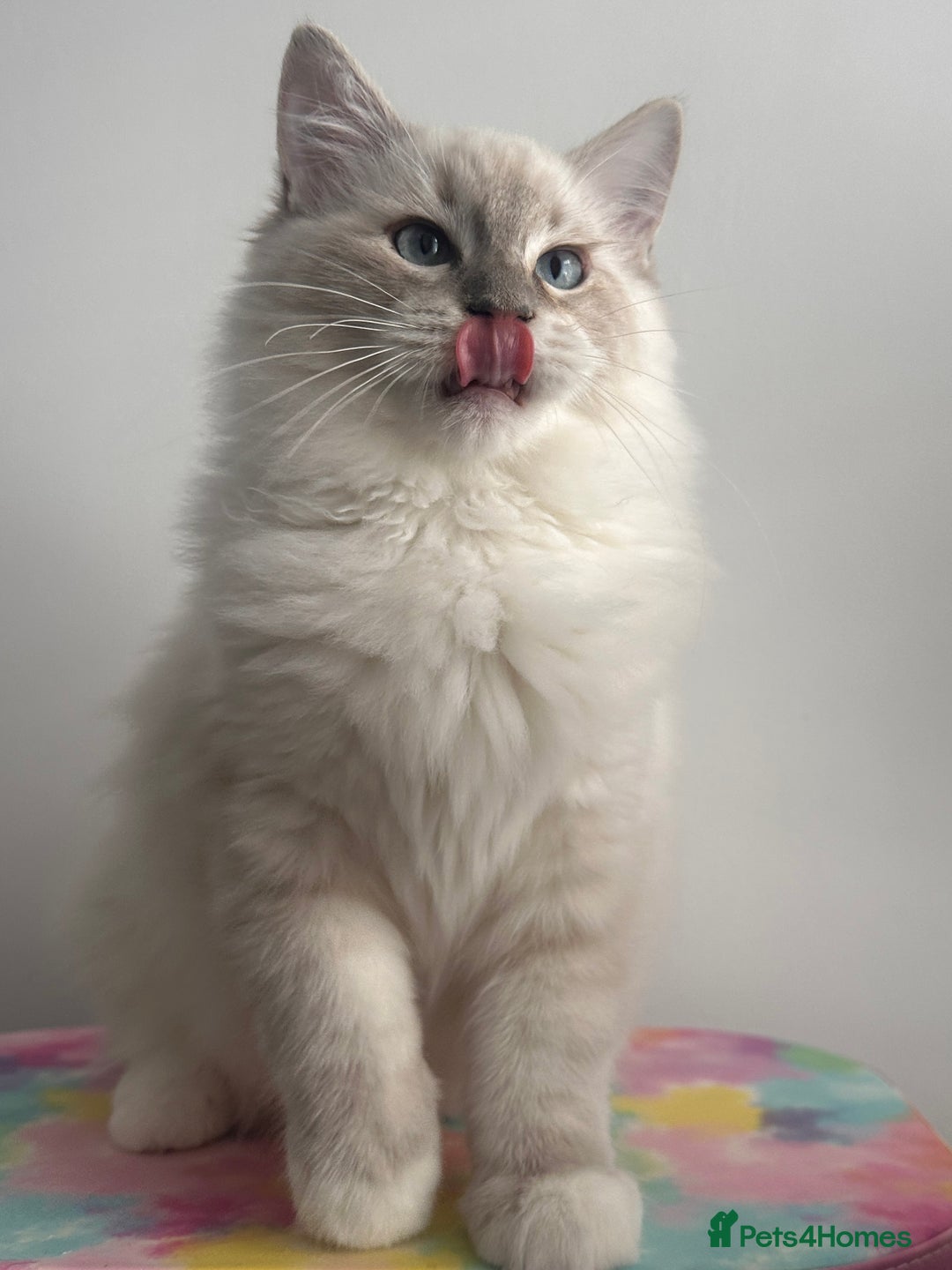 Ragdoll cats for sale: Due to Time Wasters- Stunning GCCF Boy Available - Image 3