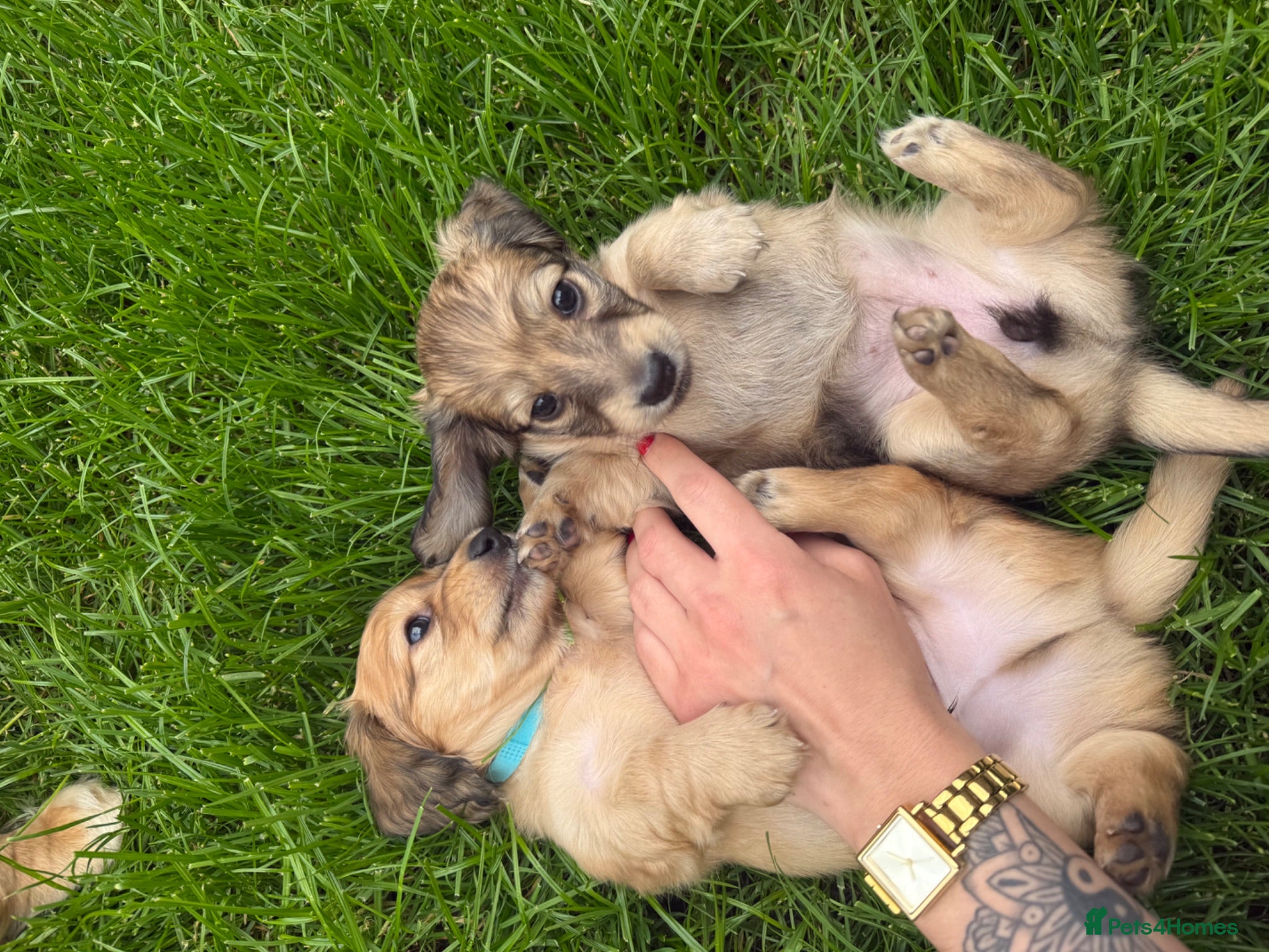 Miniature Dachshund dogs 🐶    KC Miniature Shaded Cream Dachshund Pups  🐶 - Advert 14