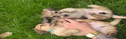 Miniature Dachshund dogs for sale: 🐶    KC Miniature Shaded Cream Dachshund Pups  🐶 in Rotherham - Advert 4