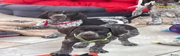German Shorthaired Pointer dogs for sale: Kc German shorthaired pointer - Advert 3