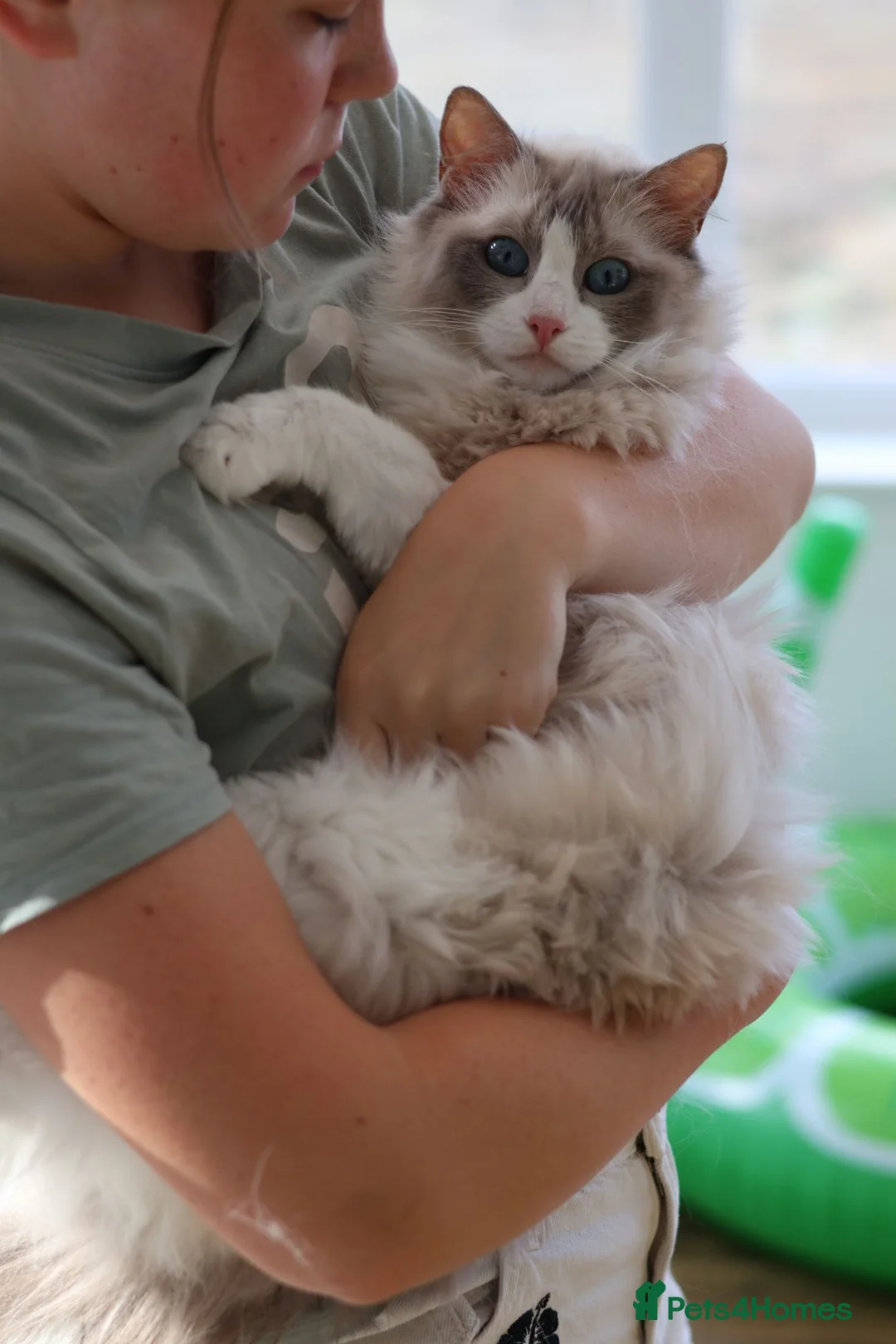 Ragdoll cats for sale: Stunning Tica Registered Ragdoll Queen 🩷🐾 - Advert 12