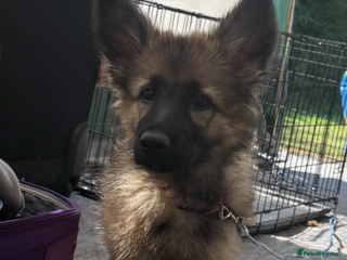 German Shepherd dogs - Advert 1