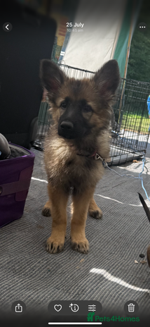 German Shepherd dogs - Advert 1