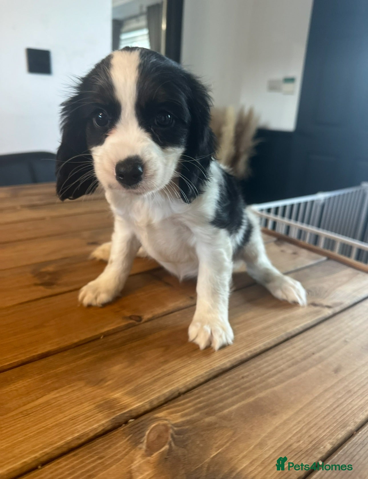 Cavapoo dogs ** RARE COLOURED DNA CLEAR CAVAPOO PUPPIES ** - Advert 5