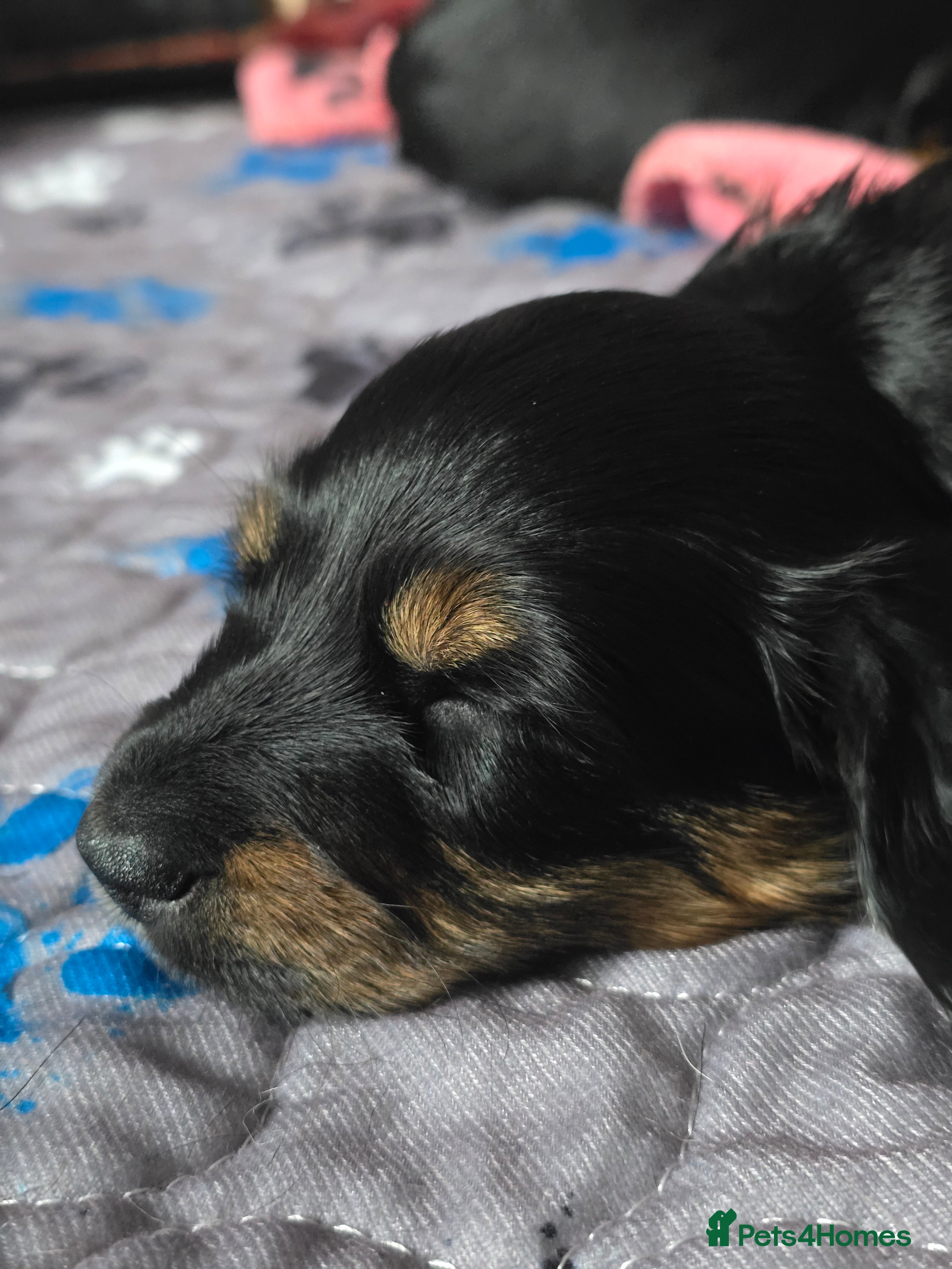 Miniature Dachshund dogs KC reg, Miniature Longhaired Dachshund - Advert 2