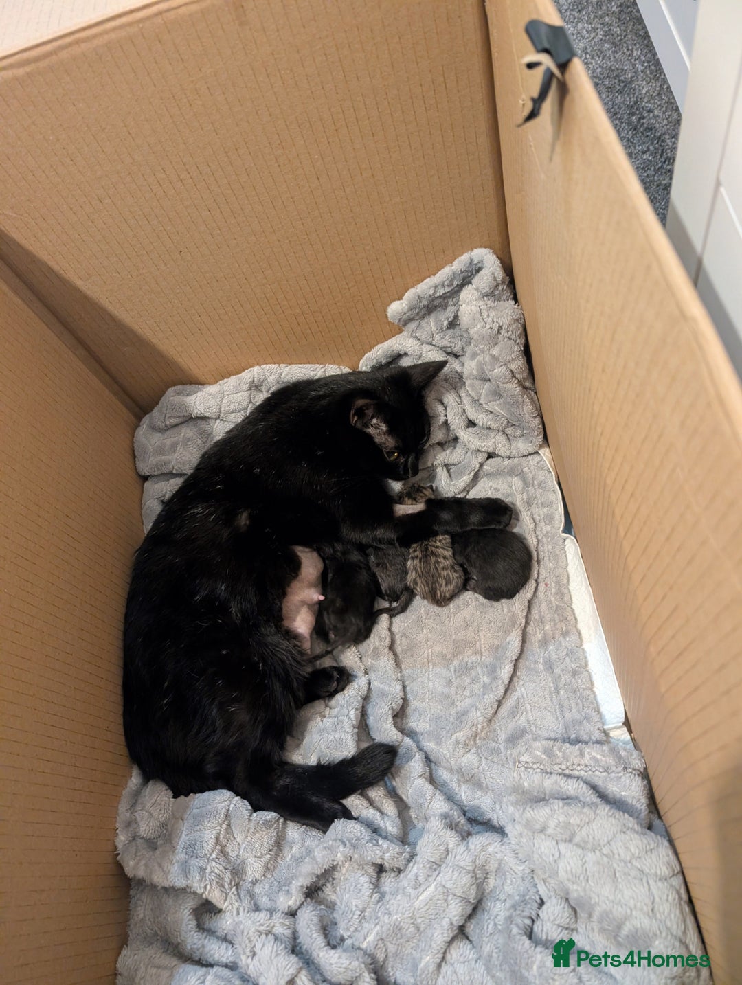 Bengal cats for sale: Ragdoll × Bengal Kittens - Advert 3