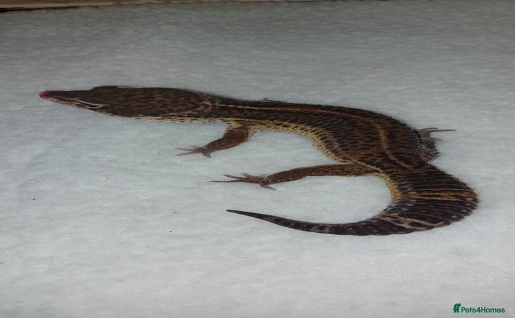 Leopard Gecko reptiles in Hinckley - Advert 7