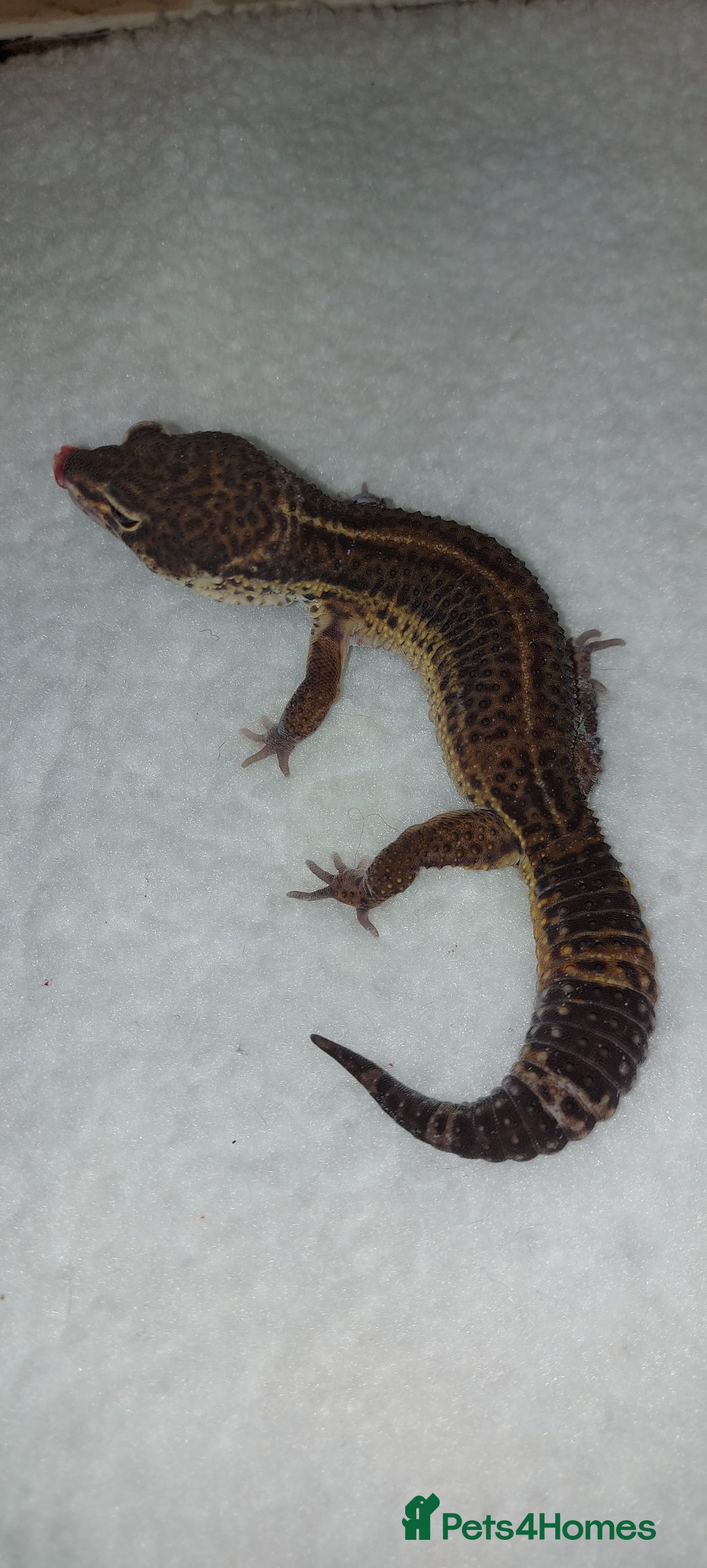 Leopard Gecko reptiles for sale: Three stunning leopard geckos for sale in Hinckley - Image 1