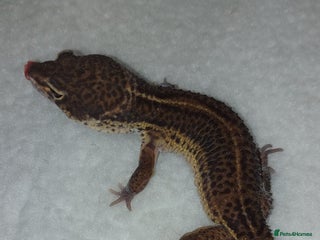 Leopard Gecko reptiles in Hinckley - Advert 14