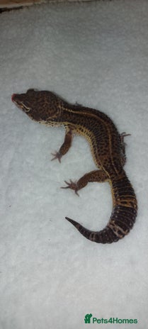 Leopard Gecko reptiles in Hinckley - Advert 7