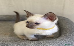 Siamese cats for sale: GCCF Registered Traditional Siamese Kittens.  - Image 3
