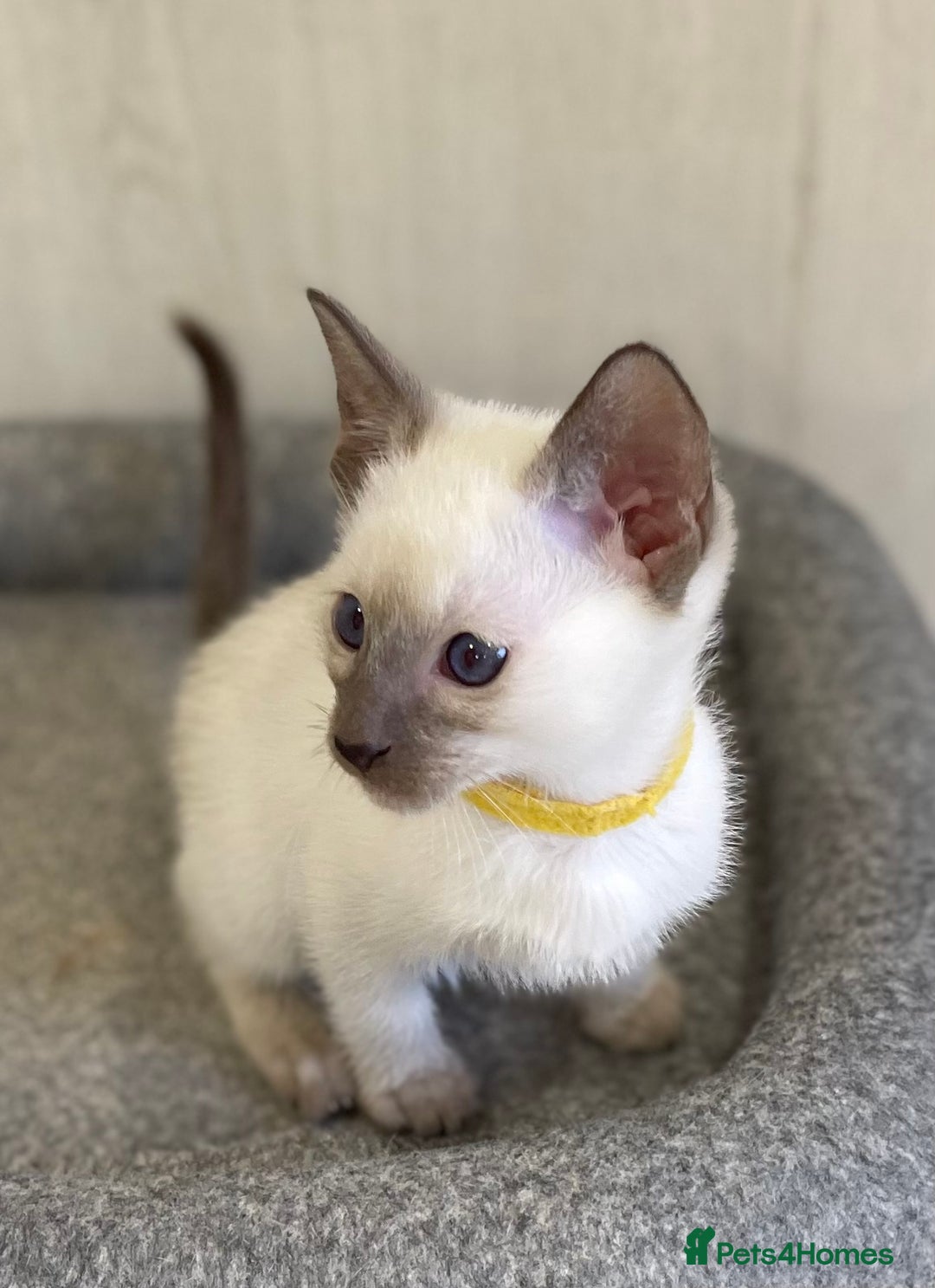 Siamese cats for sale: GCCF Registered Traditional Siamese Kittens.  - Image 3