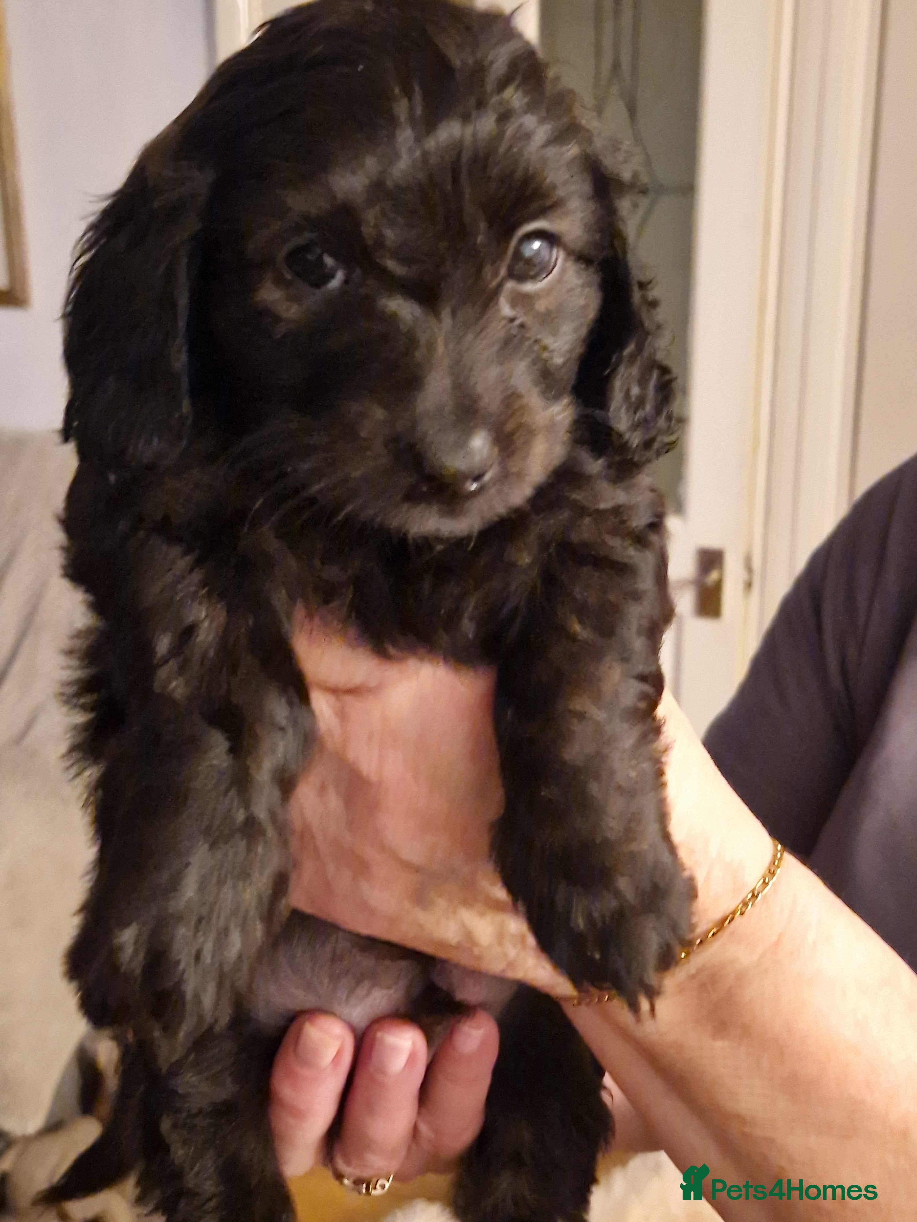 Mixed Breed dogs Adorable puppies for sale - Advert 4