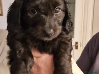 Mixed Breed dogs Adorable puppies for sale - Advert 1