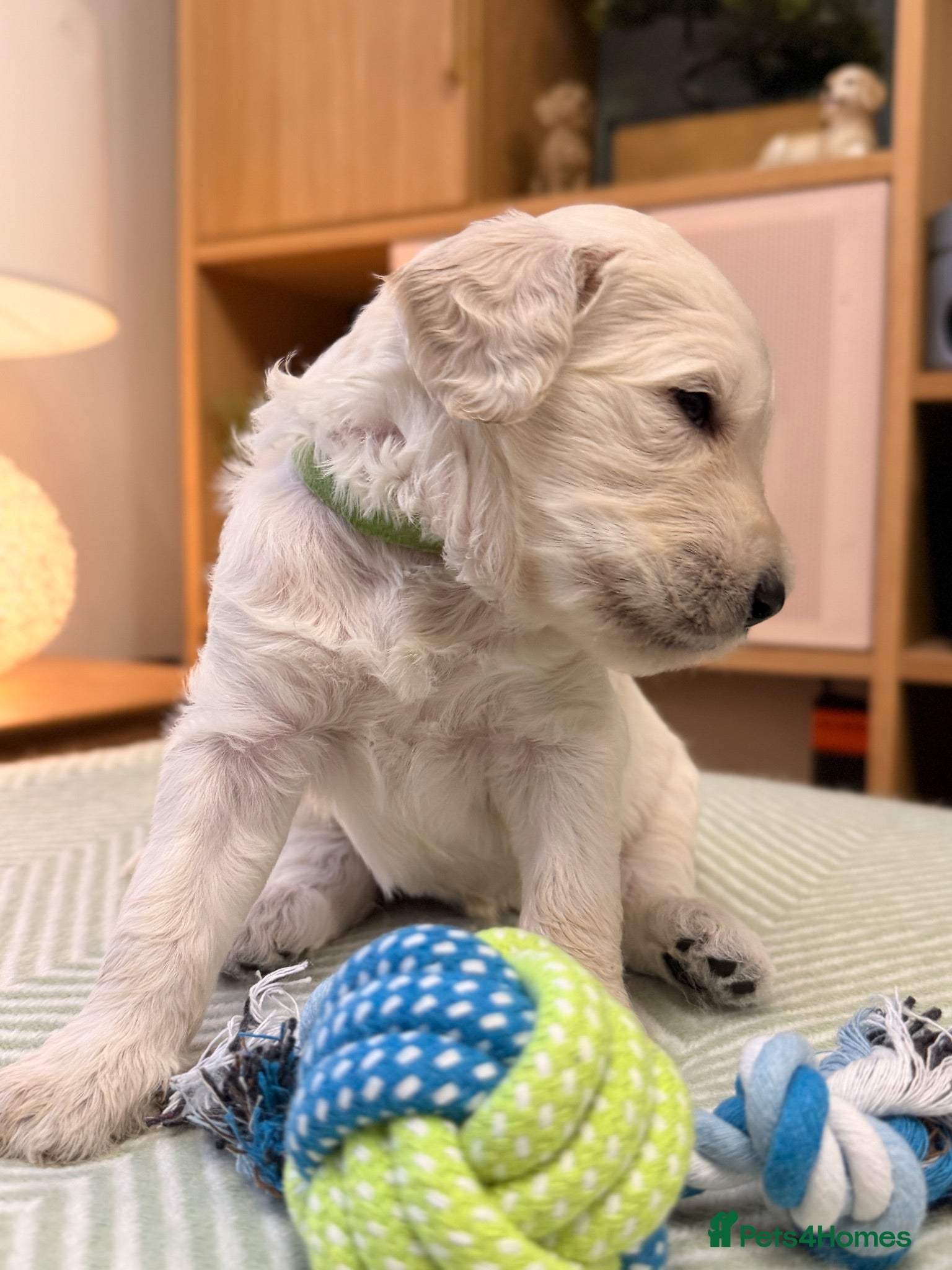 Goldendoodle dogs Goldendoodle Puppies - Advert 10