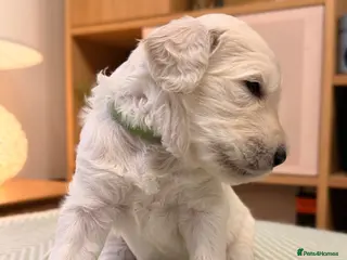 Goldendoodle dogs Goldendoodle Puppies - Advert 10