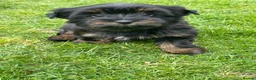 Yorkshire Terrier dogs for sale: York Terrier ,Black Tan - Advert 6