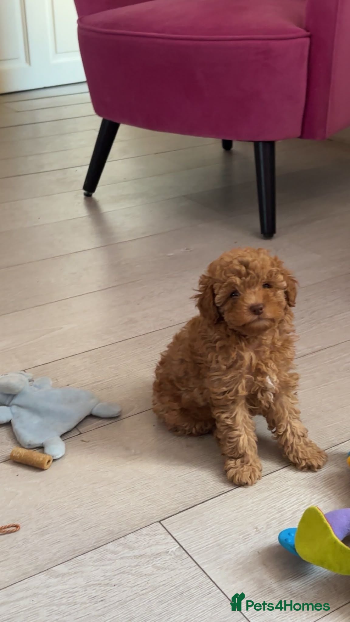 Toy Poodle dogs Toy poodle  - Advert 17