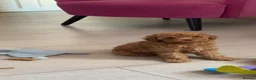Toy Poodle dogs for sale: Toy poodle  - Advert 4
