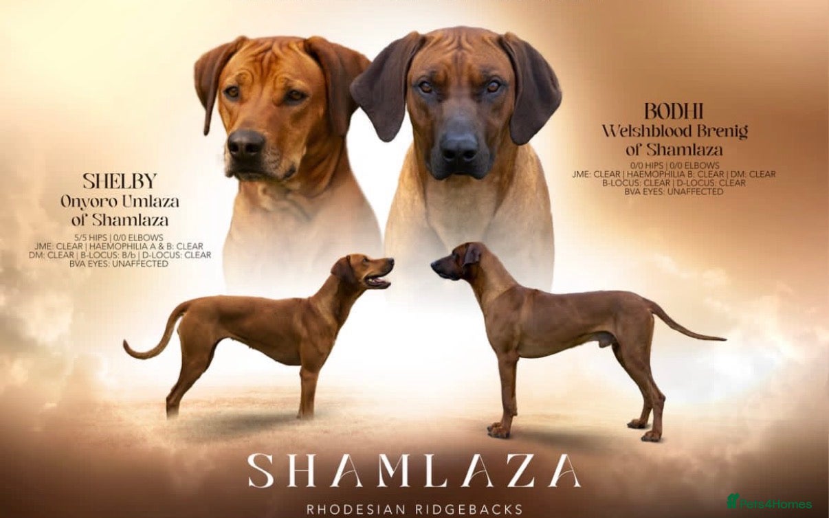 Rhodesian Ridgeback dogs KC Rhodesian Ridgebacks: Fully Health Tested! - Advert 2