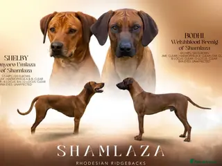 Rhodesian Ridgeback dogs KC Rhodesian Ridgebacks: Fully Health Tested! - Advert 2
