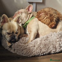 French Bulldog dogs - Advert 2