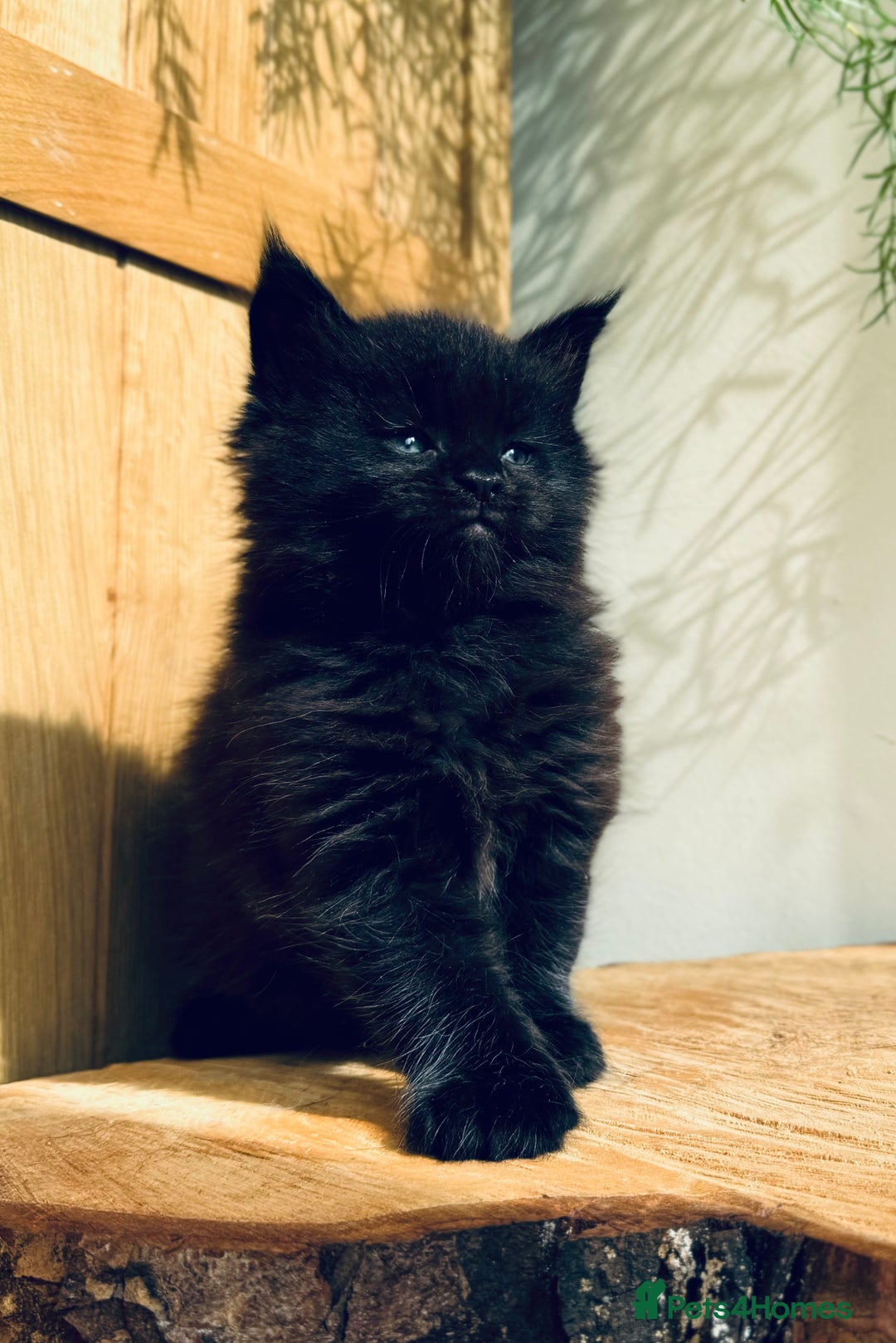 Maine Coon cats for sale: Maine Coon kittens - Advert 22