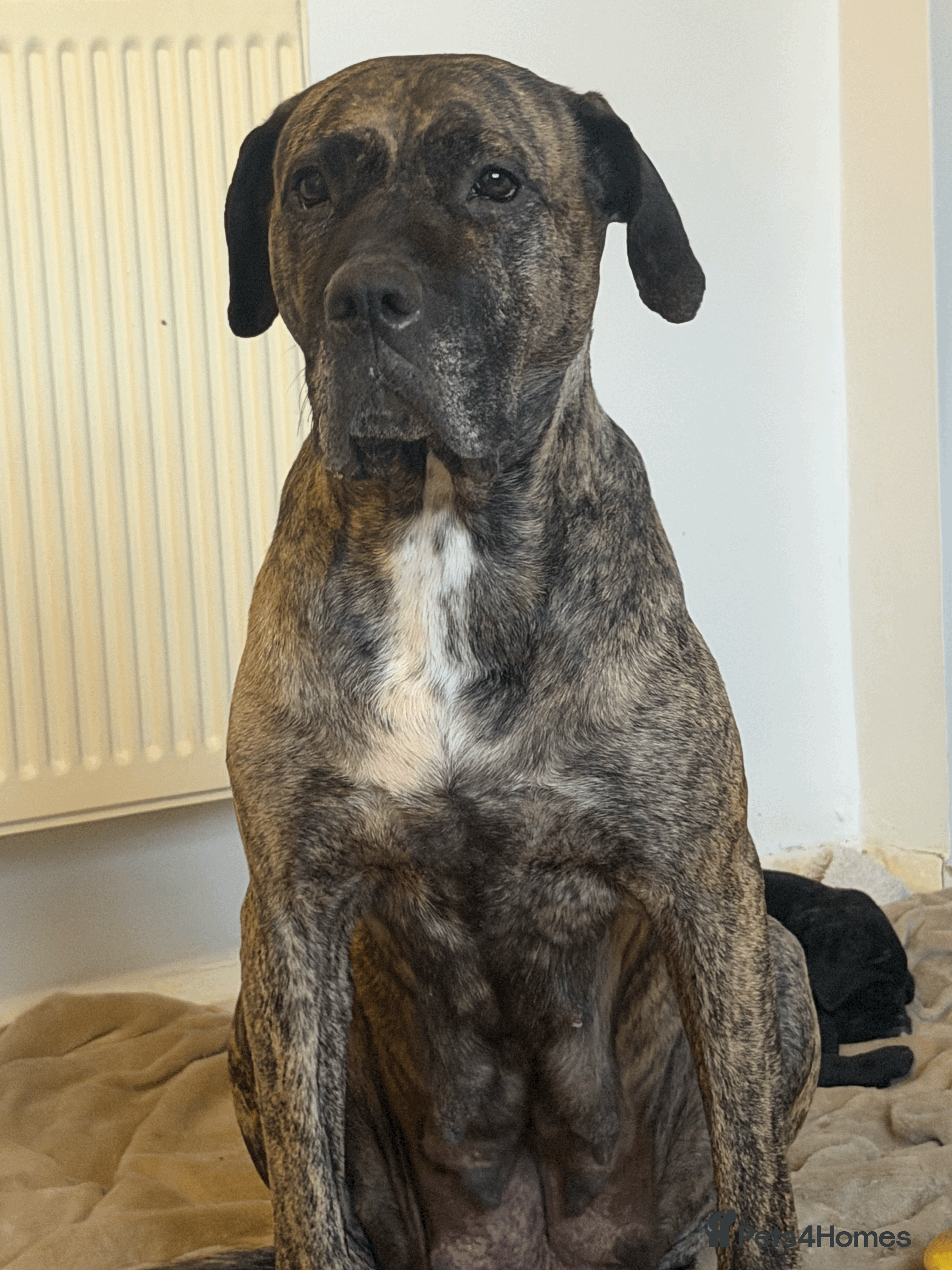 Presa Canario dogs 1 Male and 1 Female Quality Presa Canario Puppies in Solihull - Advert 1
