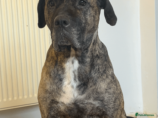 Presa Canario dogs 1 Male and 1 Female Quality Presa Canario Puppies in Solihull - Advert 1