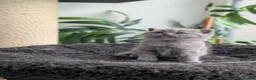British Shorthair cats for sale: GCCF registered British Shorthair/ LH kittens  - Advert 6