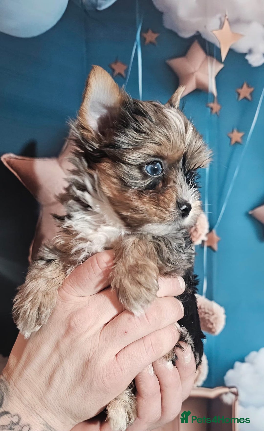Yorkshire Terrier dogs for sale: Tiny Yorkshire Terrier with one boy merle - Advert 15