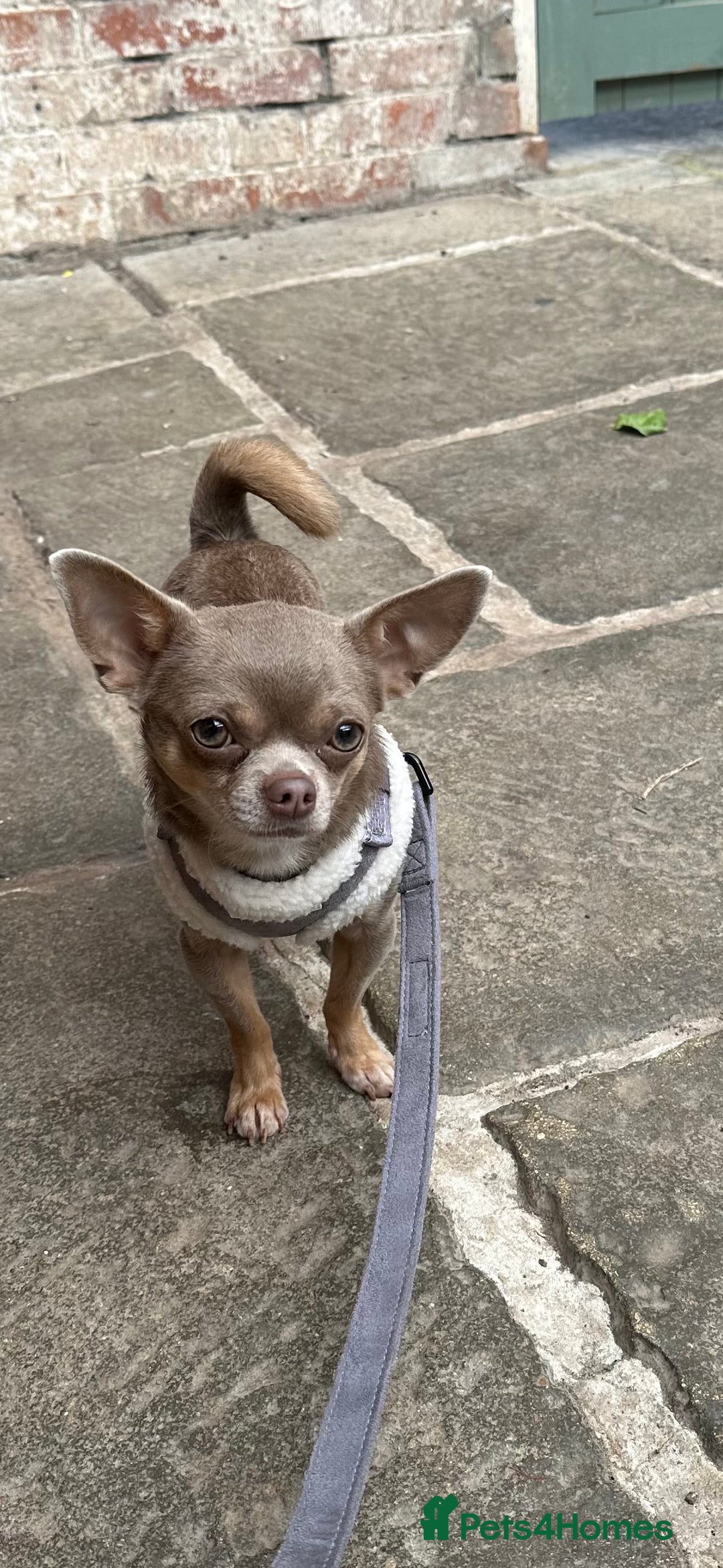 Chihuahua dogs for stud: KC registered male chihuahua for stud - Advert 4
