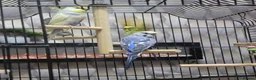 Budgerigars birds for sale: Budgies, Cage and extras in Leeds - Advert 3