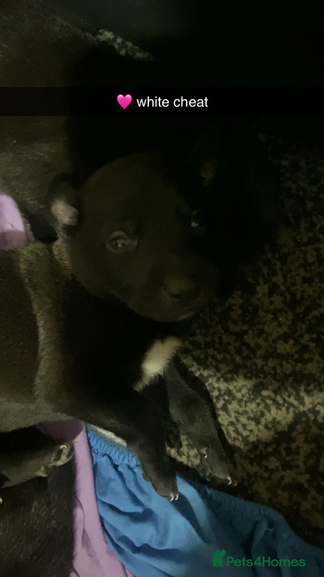 Mixed Breed dogs for sale: Whippet bull malinois X Malinois  - Advert 10