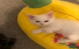 Maine Coon cats for sale: White Maine Coon GCCF - Image 14