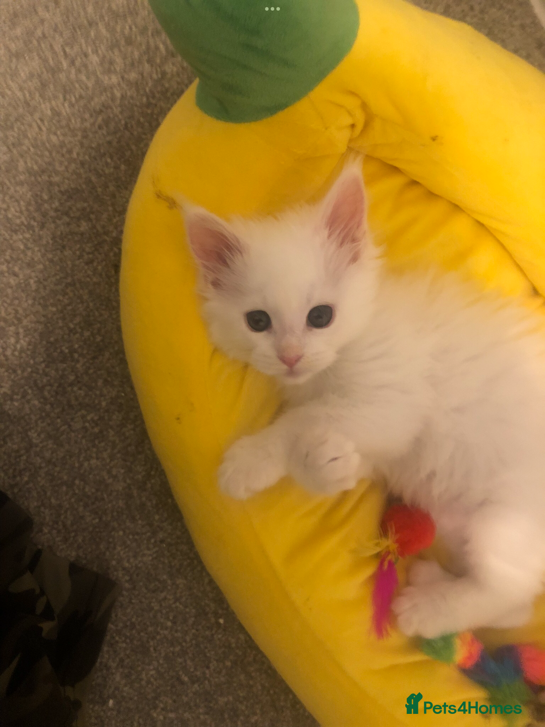 Maine Coon cats for sale: White Maine Coon GCCF - Image 14