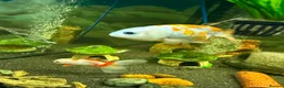 Fancy Goldfish fish for sale: Lots of fancy goldfish  in Saint Columb - Advert 3