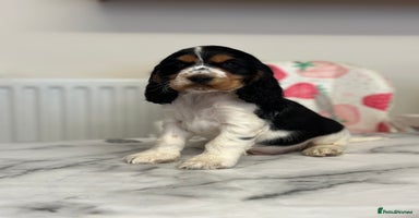 Cocker Spaniel dogs - Advert 3