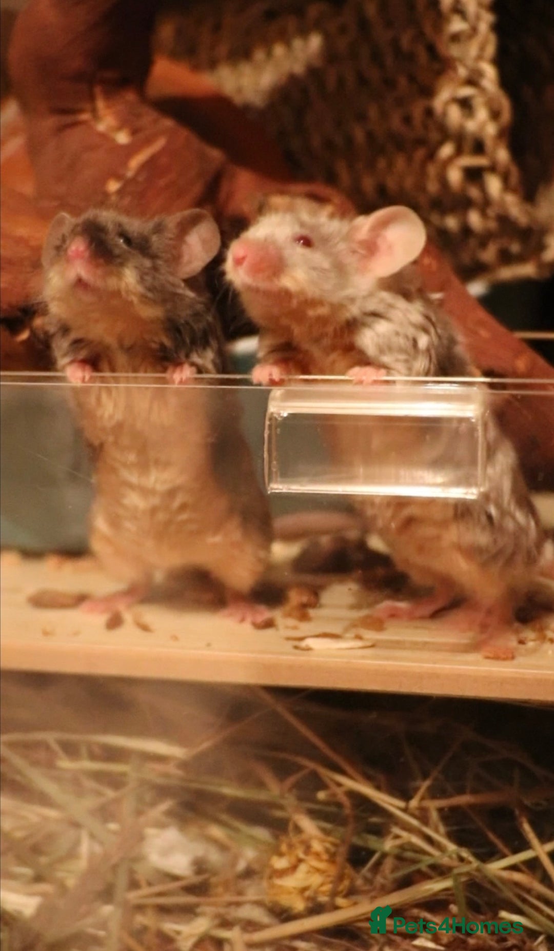 Mouse rodents for sale: 3 female mice with enclosure  - Advert 10