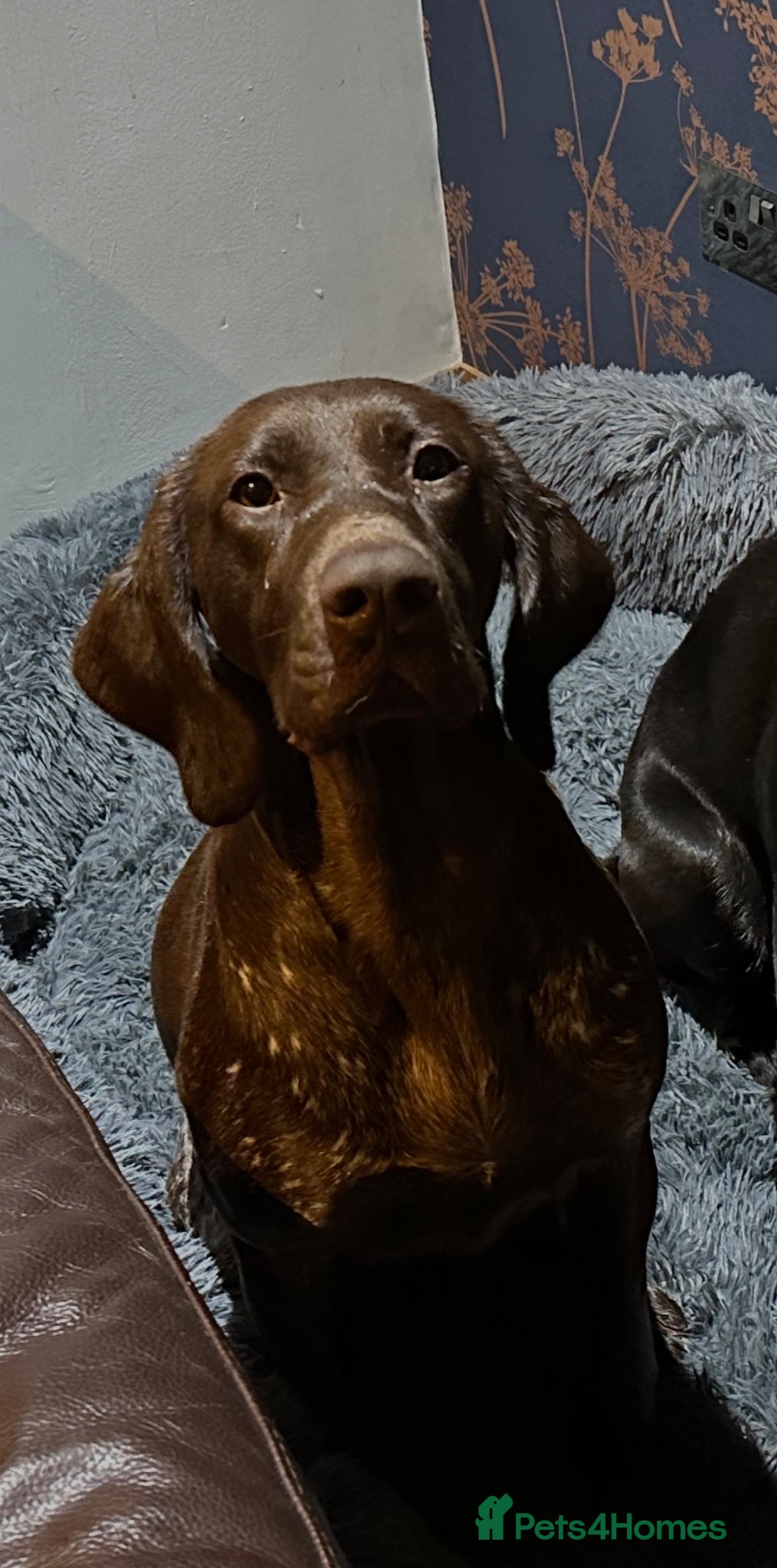 German Shorthaired Pointer dogs for sale: 4 year old beautiful pointer  - Advert 3