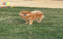 Pomeranian dogs for sale: 🐾 Last 2 Pomeranian Puppies Available! 🐾  - Image 17