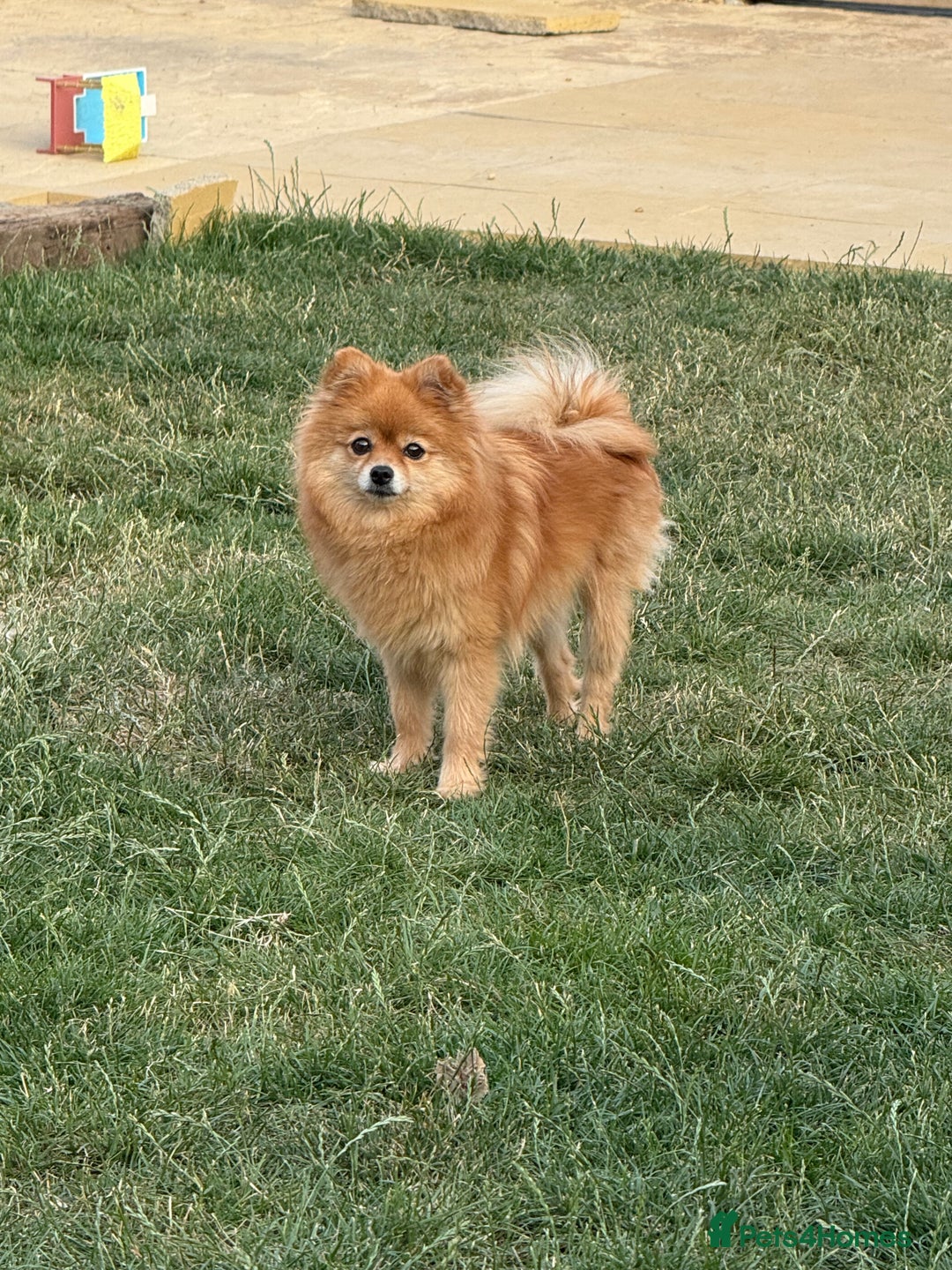 Pomeranian dogs for sale: 🐾 Last 2 Pomeranian Puppies Available! 🐾  - Image 17