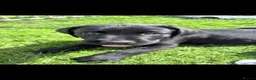 Labrador Retriever dogs for sale: Labrador puppies from a 5 Star License Breeder  - Advert 3
