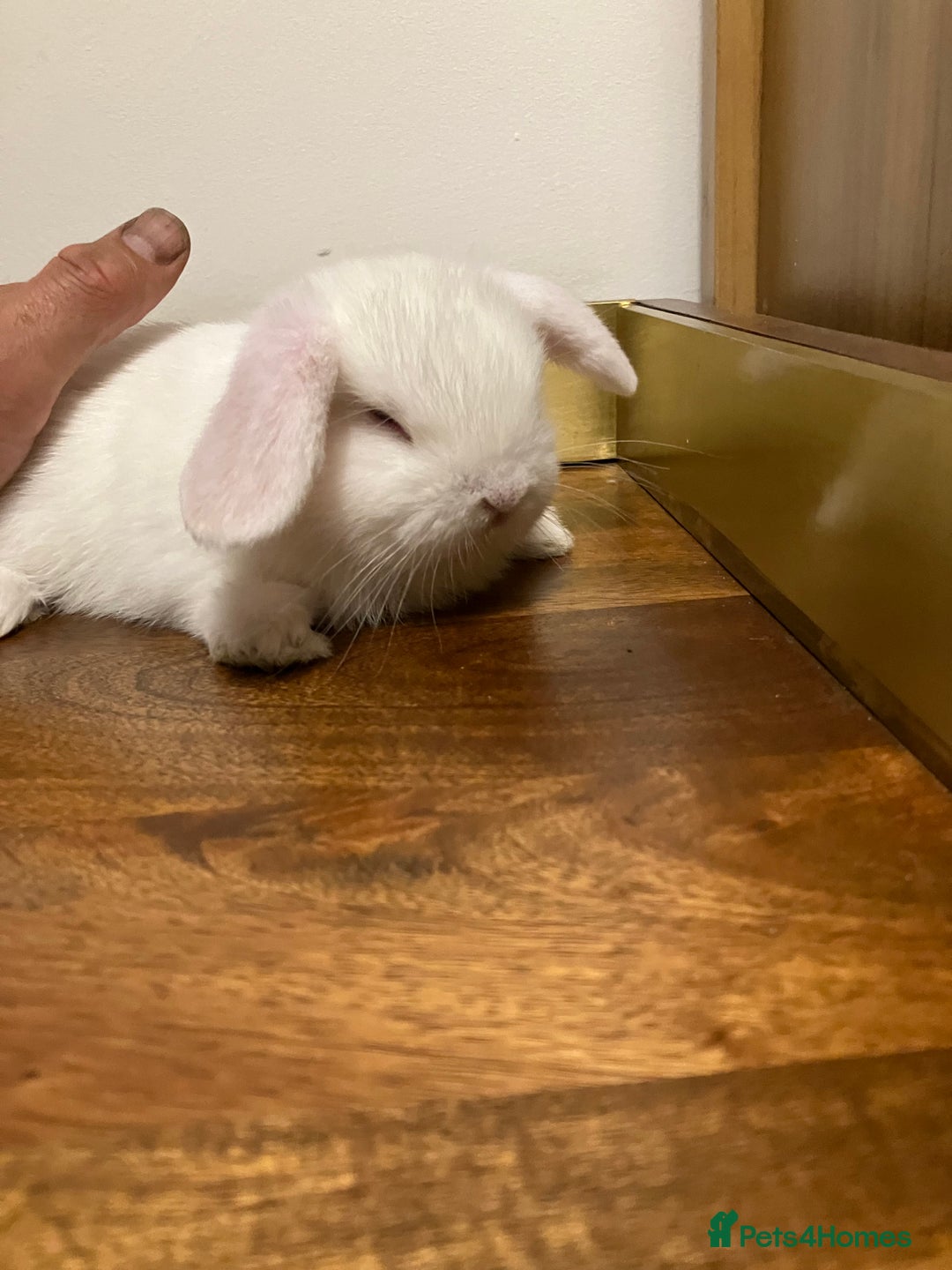 Mini Lop rabbits for sale: Mini Lop Bunnies for sale - Image 7