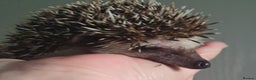 Pygmy Hedgehog rodents for sale:  Full pedigree Baby African pygmy hedgehogs  - Advert 6