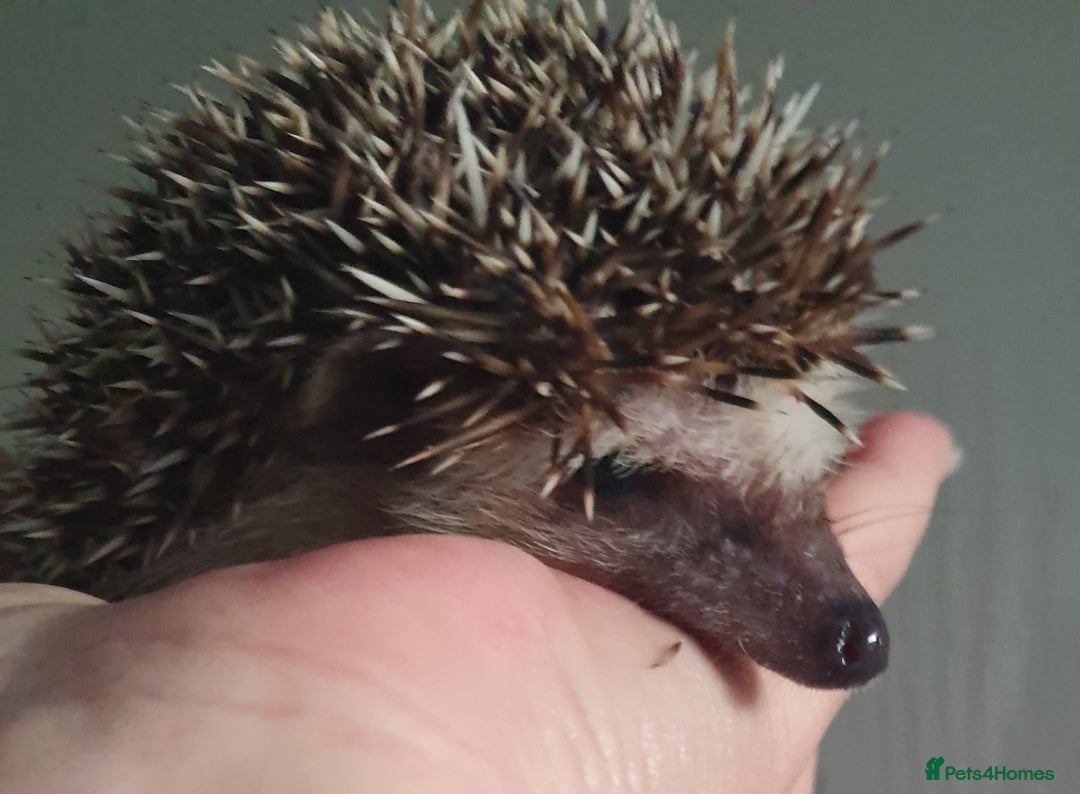 Pygmy Hedgehog rodents for sale:  Full pedigree Baby African pygmy hedgehogs  - Advert 6