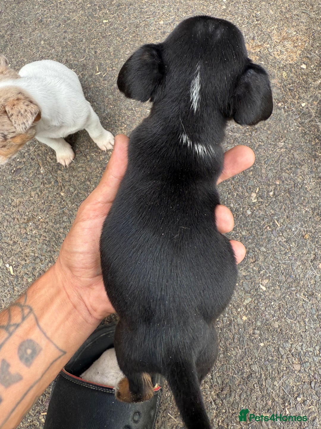 Jack Russell dogs for sale: Jack Russel Puppies For Sale  - Image 17